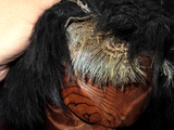 1937 Polynesian Style Carved Wood Mask w/ Fur & Feather Wig Signed "Sukma No 36"