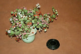 Vintage Lg Chinese Jade Leaf & Glass Cherry Blossom Bonsai Tree in Pot on Base