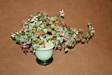 Vintage Lg Chinese Jade Leaf & Glass Cherry Blossom Bonsai Tree in Pot on Base