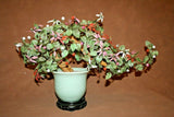 Vintage Lg Chinese Jade Leaf & Glass Cherry Blossom Bonsai Tree in Pot on Base